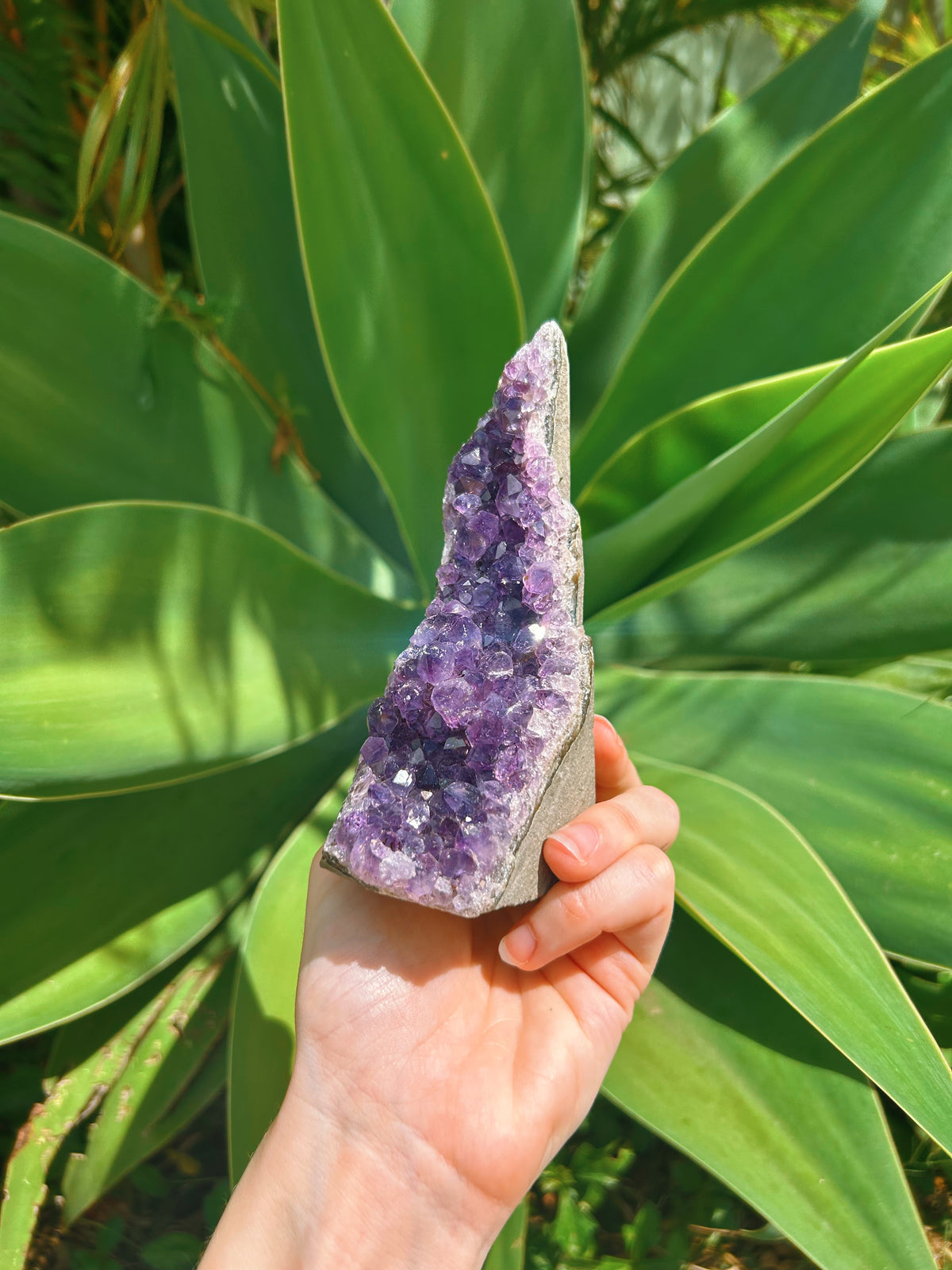 Standing Amethyst Cluster