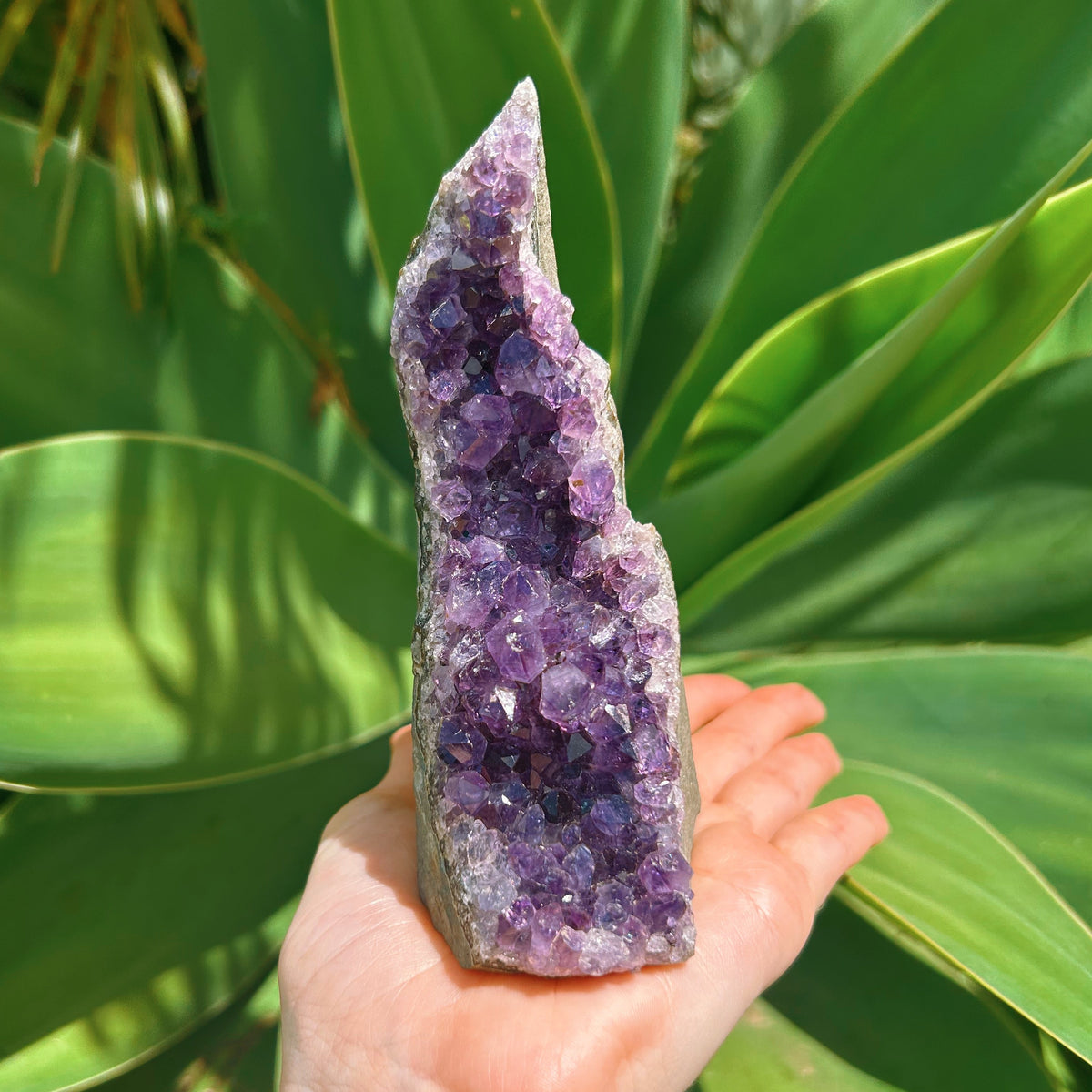 Standing Amethyst Cluster