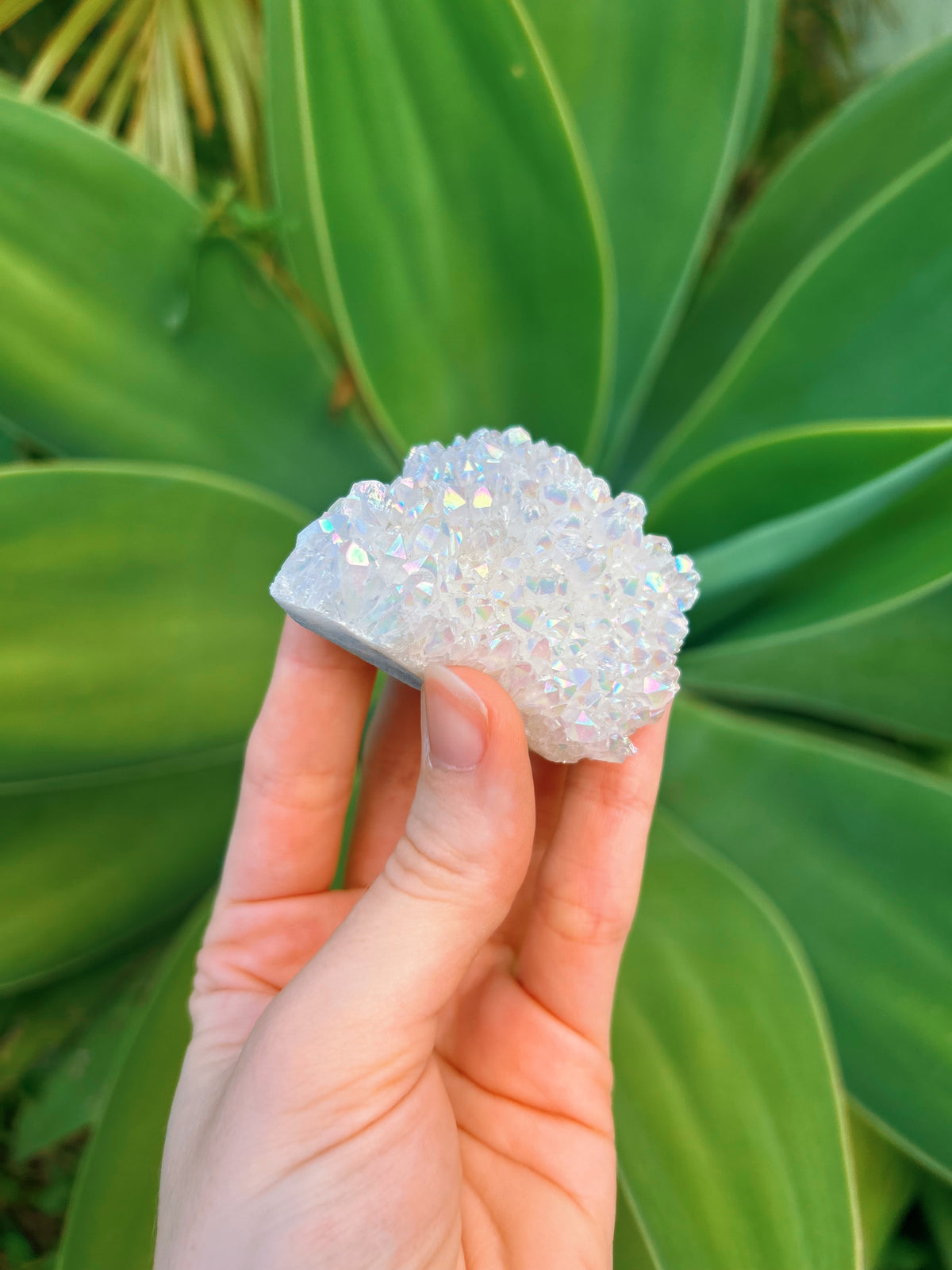 Angel Aura Cluster