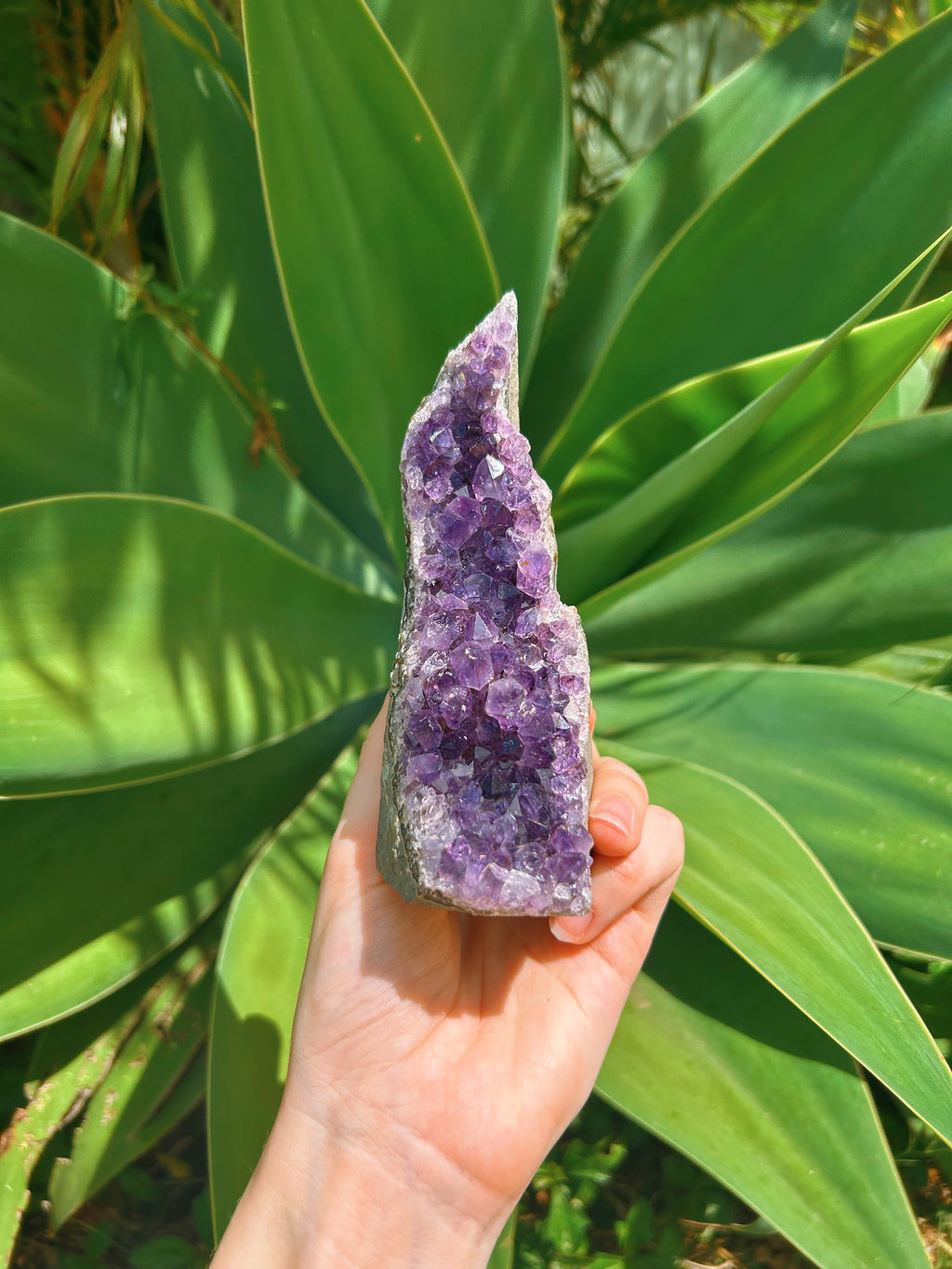 Standing Amethyst Cluster